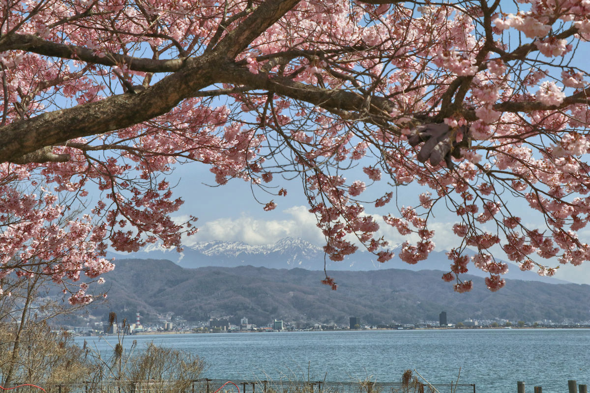 桜・諏訪湖・八ヶ岳
